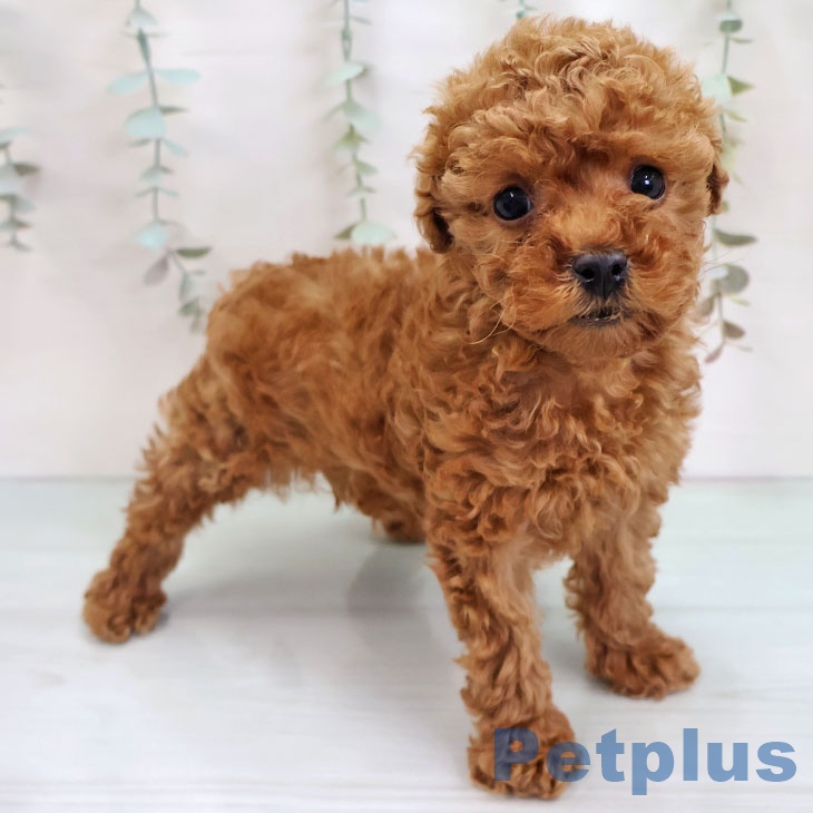 トイ・プードルの写真2