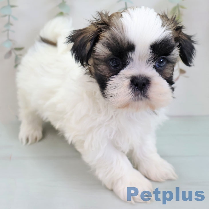 シー・ズーの写真2