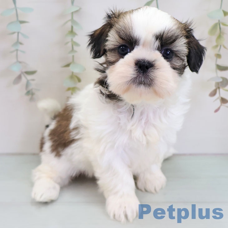 シー・ズーの写真2