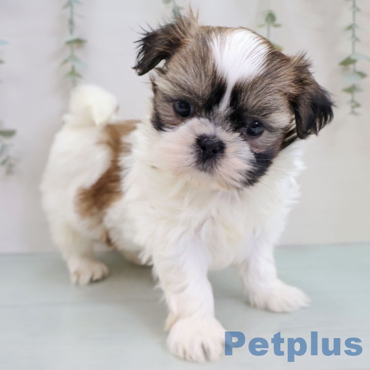 シー・ズーの写真2