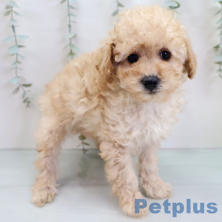 トイ・プードル