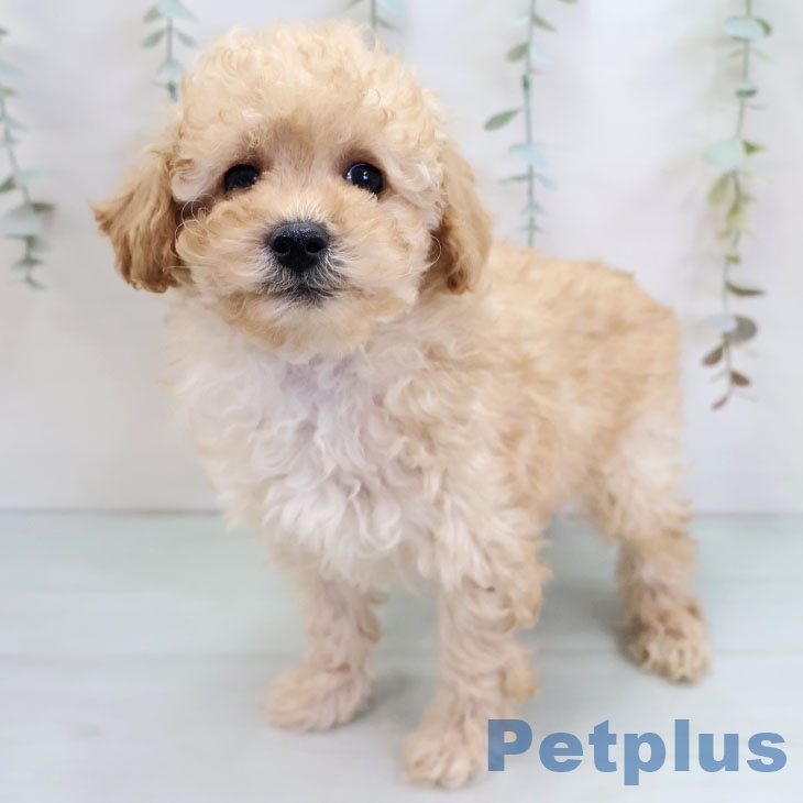 トイ・プードルの写真2