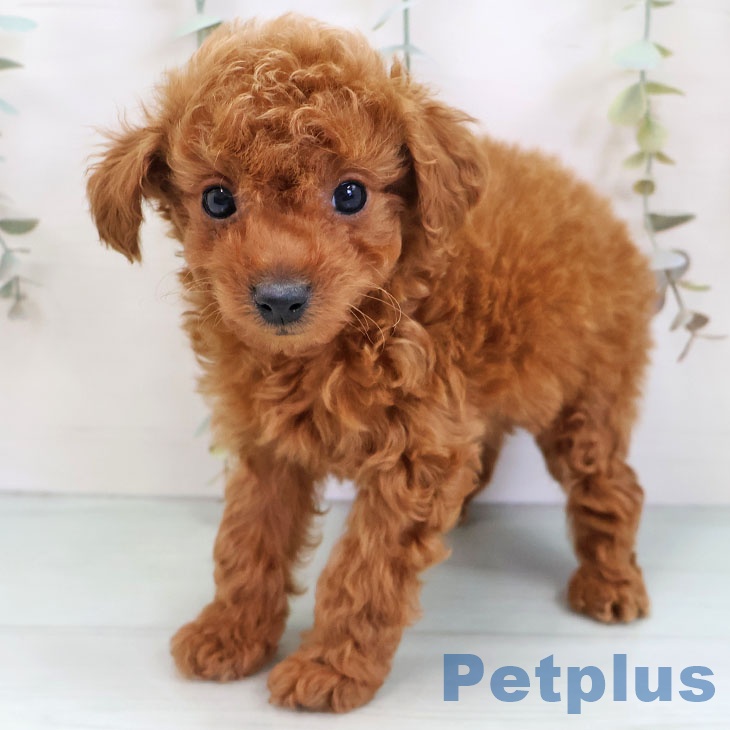 トイ・プードル