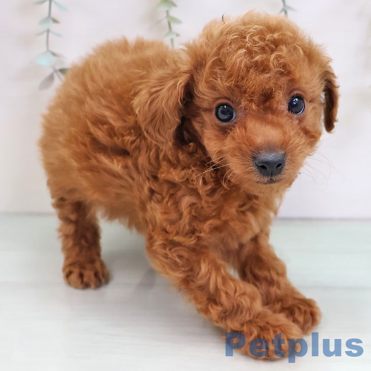 トイ・プードルの写真2