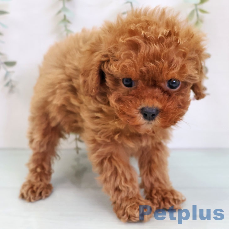 トイ・プードル