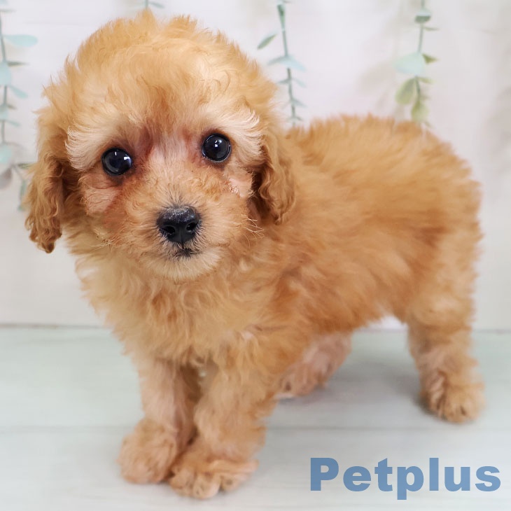 トイ・プードル