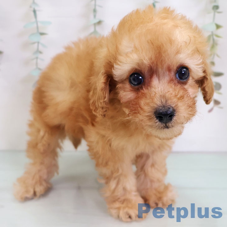 トイ・プードルの写真2