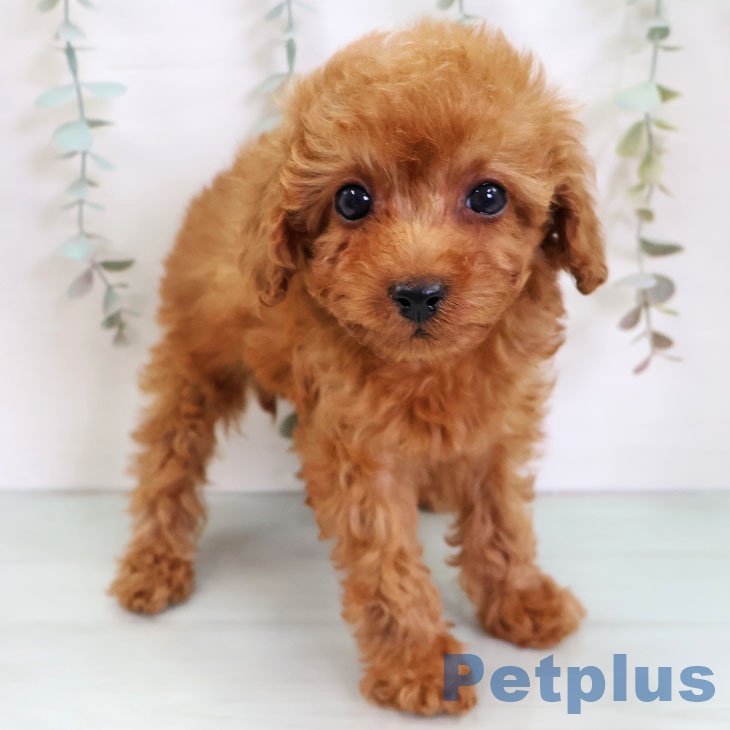 トイ・プードル