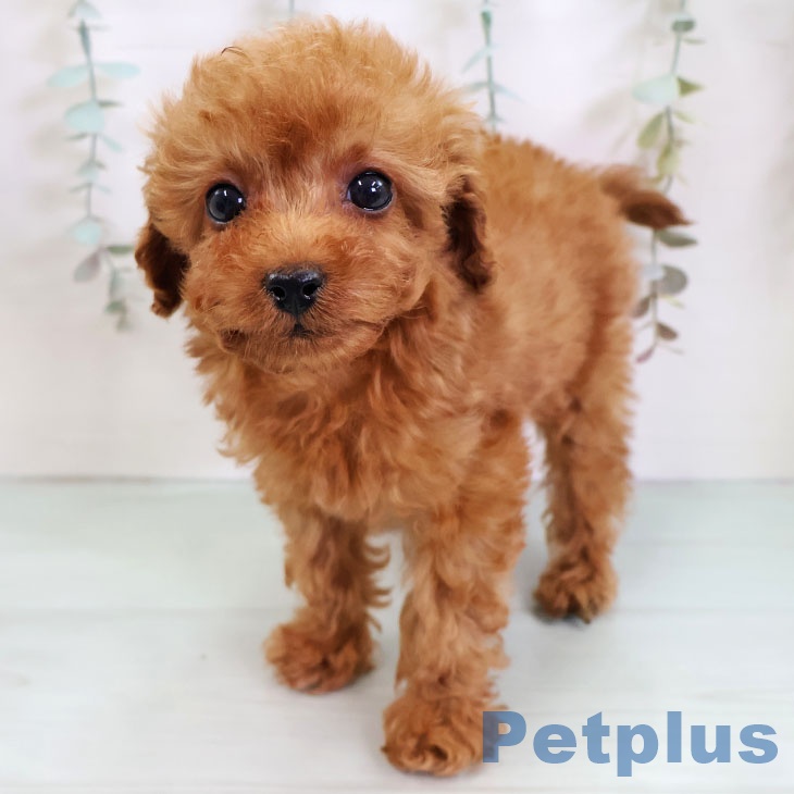 トイ・プードルの写真2