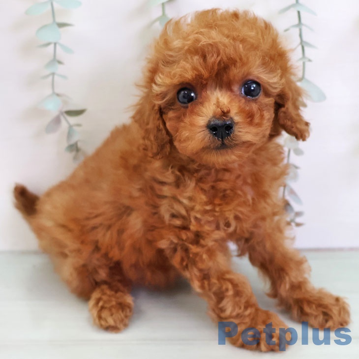 トイ・プードル