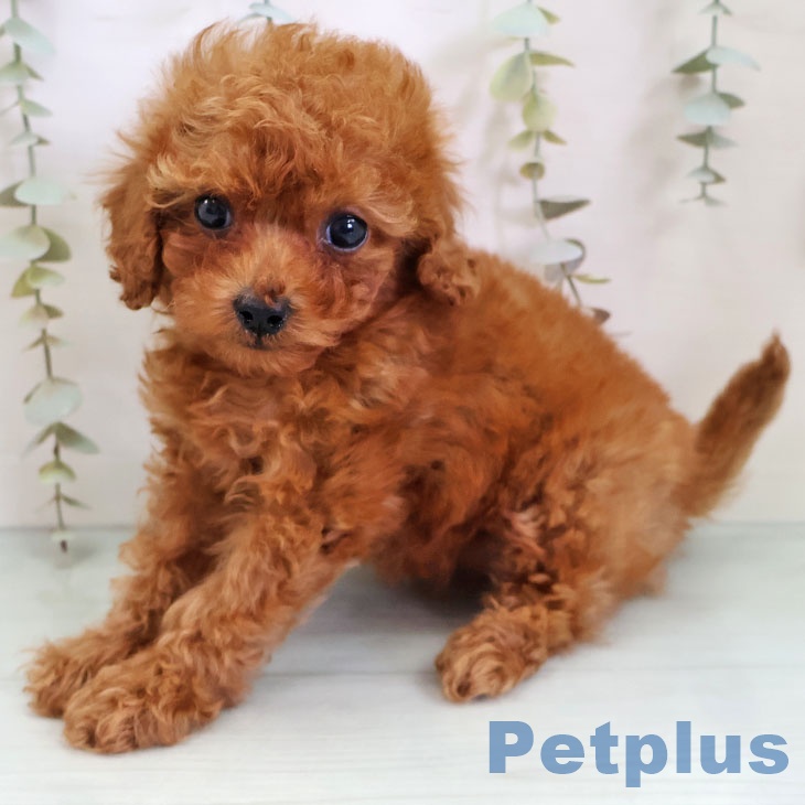 トイ・プードルの写真2