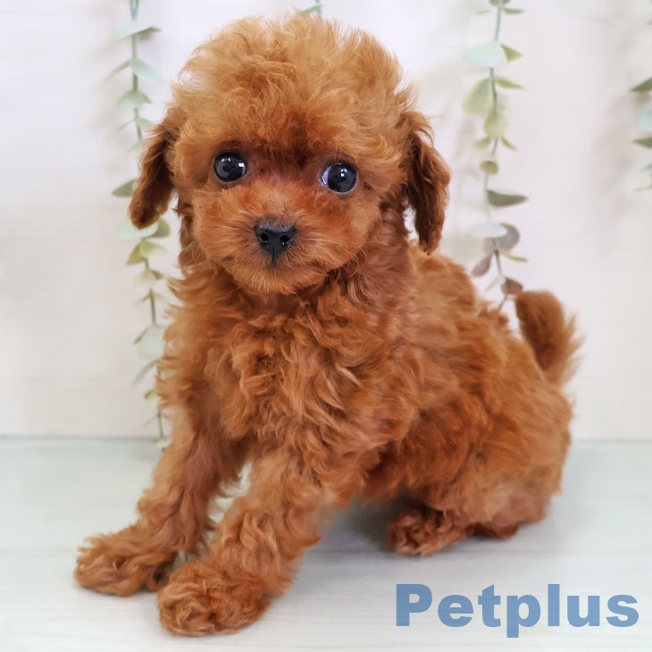 トイ・プードルの写真2