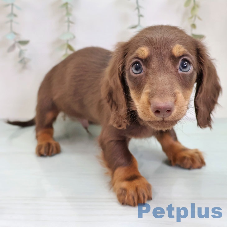 ミニチュア・ダックスフンド