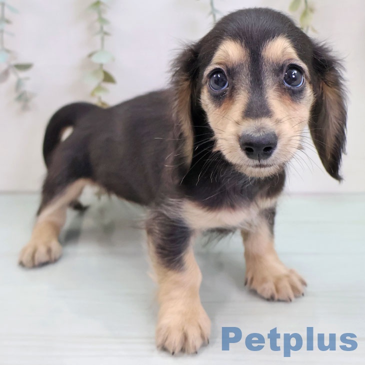 ミニチュア・ダックスフンド