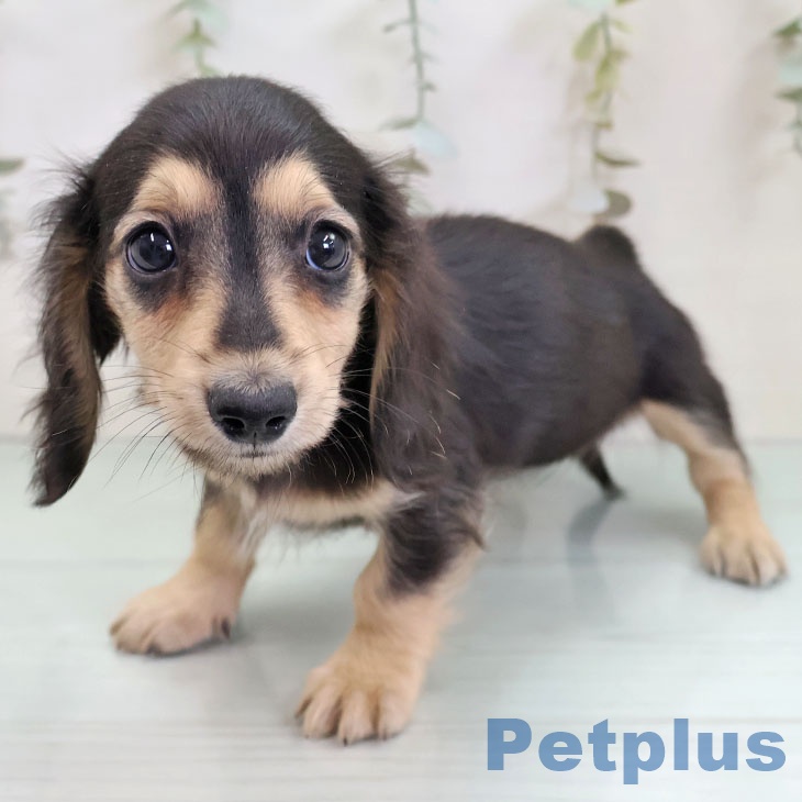 ミニチュア・ダックスフンドの写真2