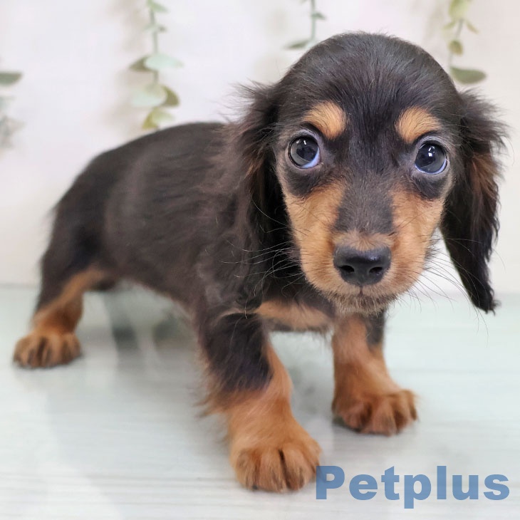 ミニチュア・ダックスフンド