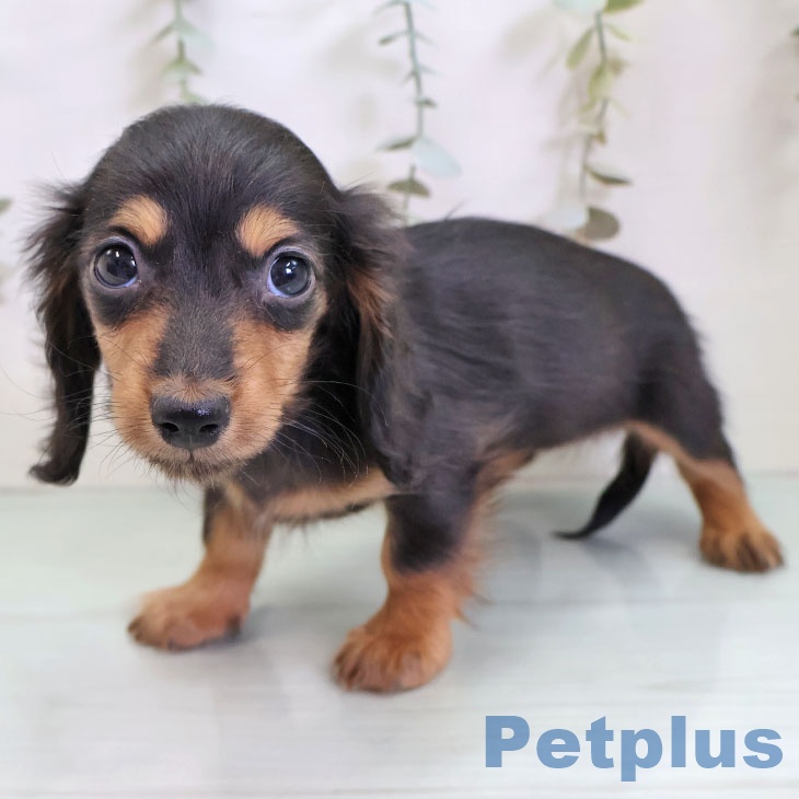 ミニチュア・ダックスフンドの写真2