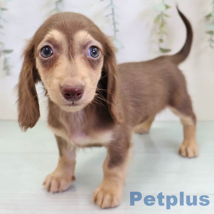 ミニチュア・ダックスフンド