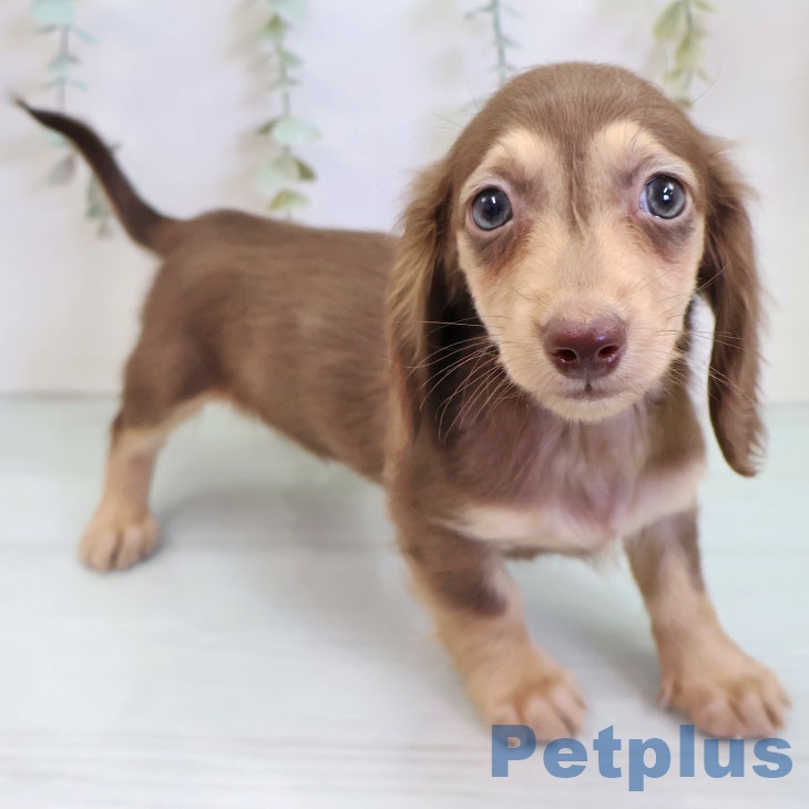 ミニチュア・ダックスフンドの写真2