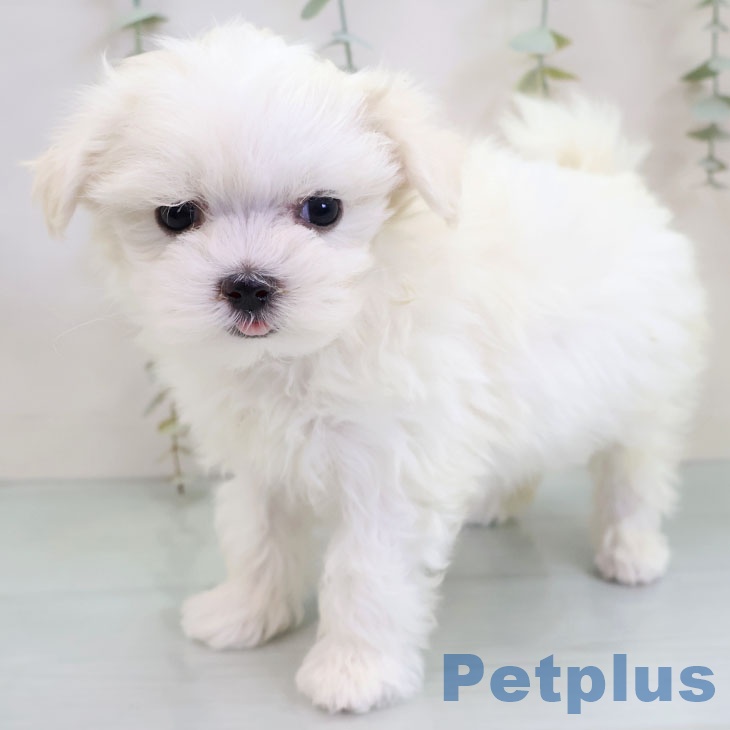 マルチーズの写真2