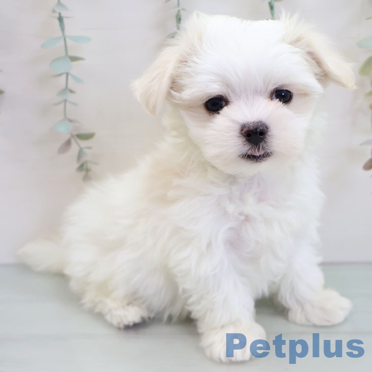 マルチーズの写真2