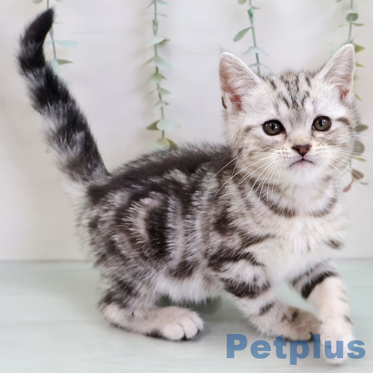 アメリカンショートヘア