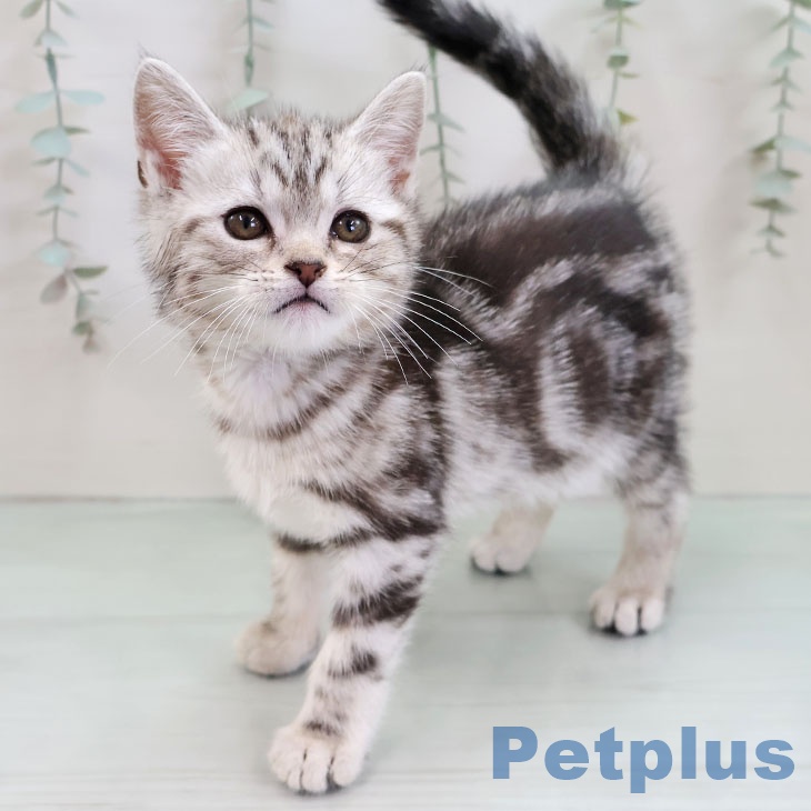 アメリカンショートヘアの写真2