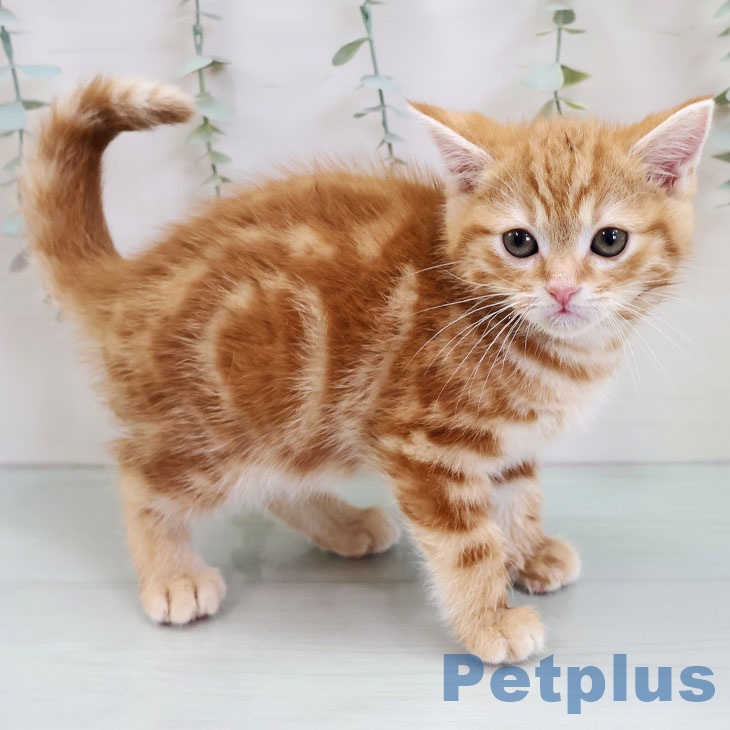 アメリカンショートヘア