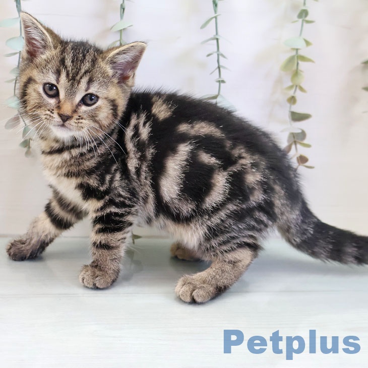 アメリカンショートヘア