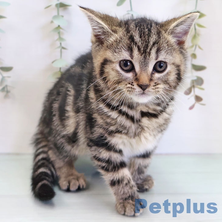 アメリカンショートヘアの写真2