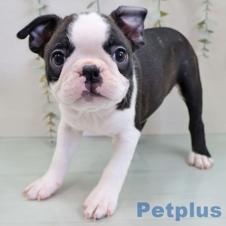 ボストン・テリア