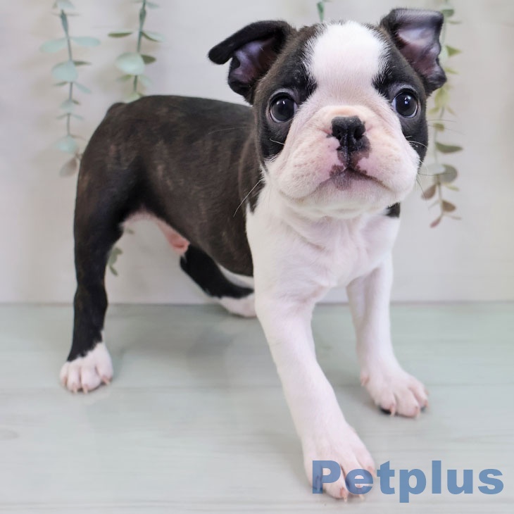 ボストン・テリア