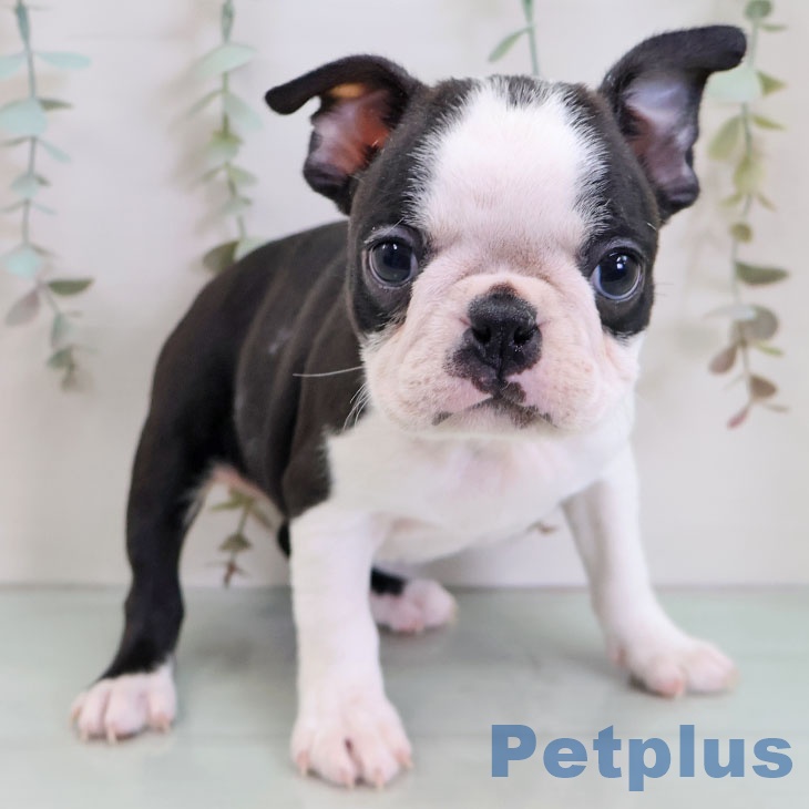 ボストン・テリア