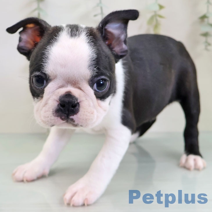 ボストン・テリアの写真2