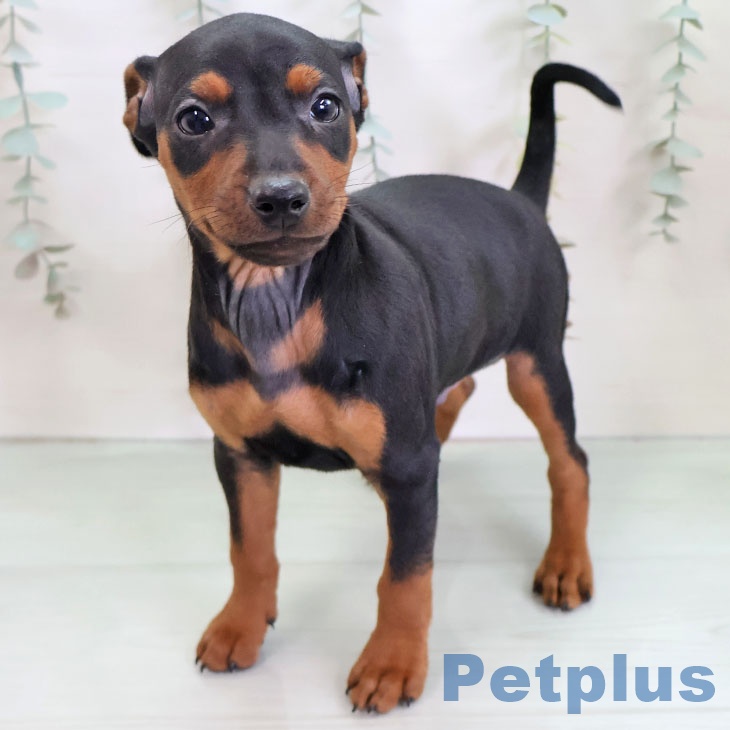 ミニチュア・ピンシャー