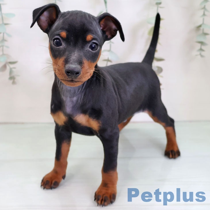 ミニチュア・ピンシャー