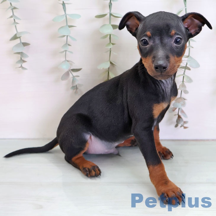 ミニチュア・ピンシャー