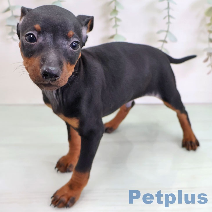 ミニチュア・ピンシャーの写真2