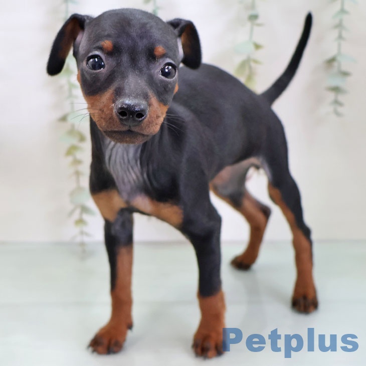 ミニチュア・ピンシャー