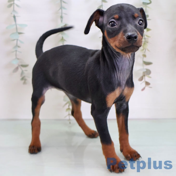 ミニチュア・ピンシャーの写真2