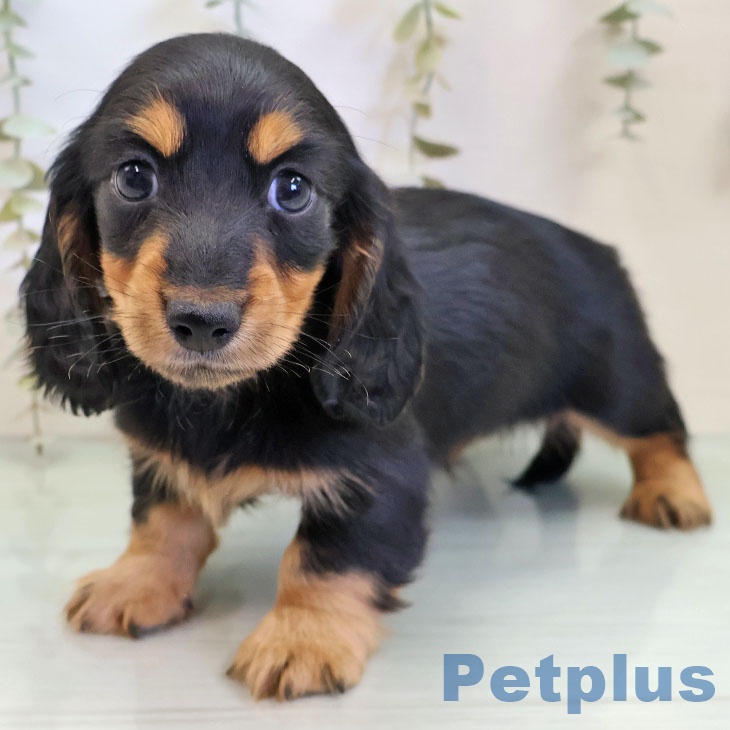 カニーンヘン・ダックスフンド