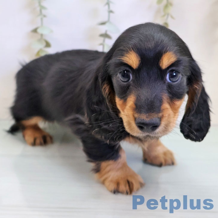 カニーンヘン・ダックスフンドの写真2