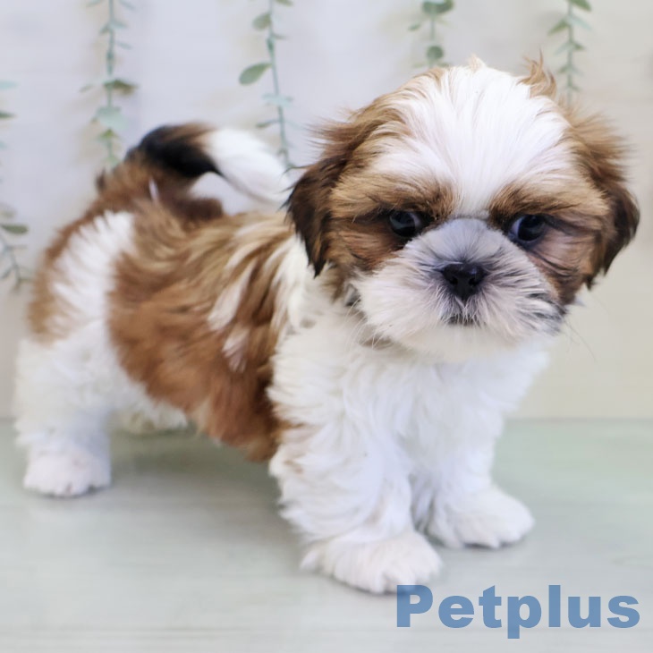 シー・ズーの写真2