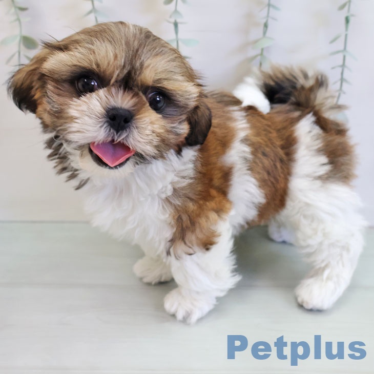 シー・ズーの写真2