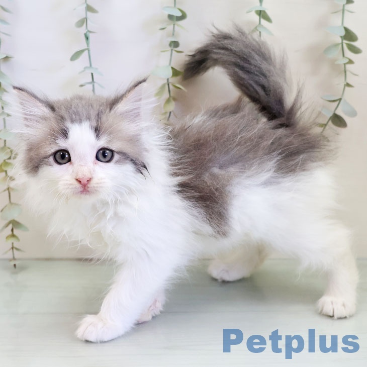 ノルウェージャンフォレストキャット