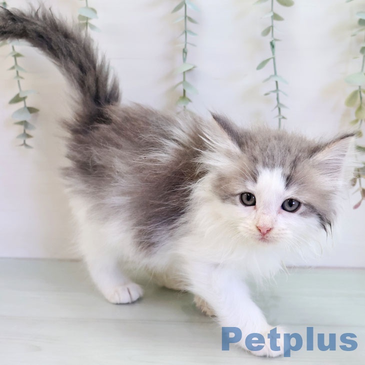 ノルウェージャンフォレストキャットの写真2