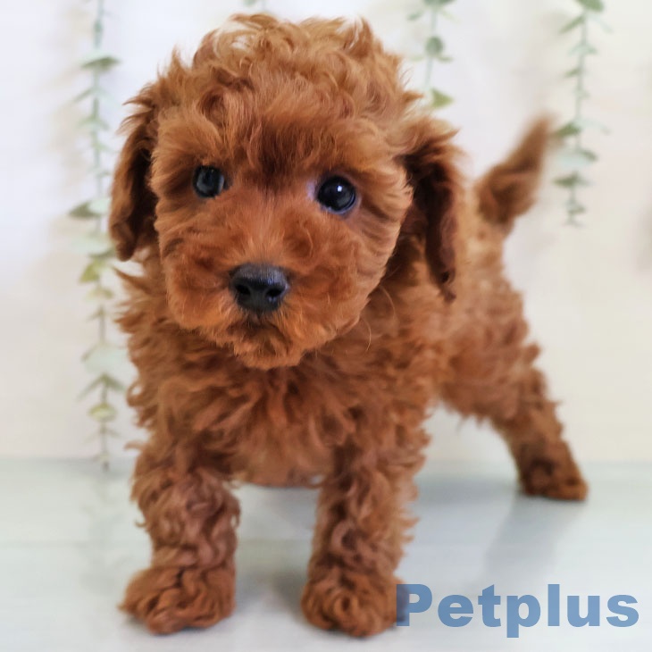 トイ・プードル