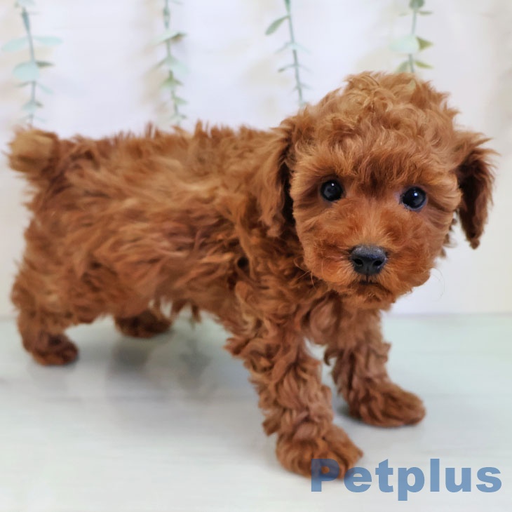 トイ・プードルの写真2