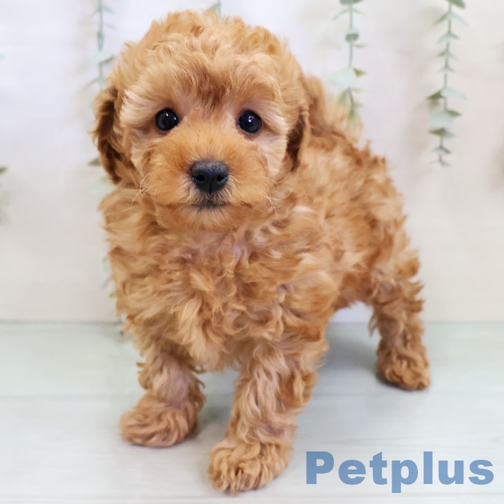 トイ・プードル