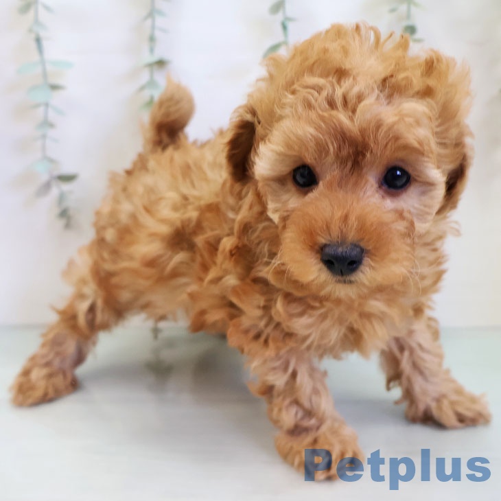 トイ・プードルの写真2